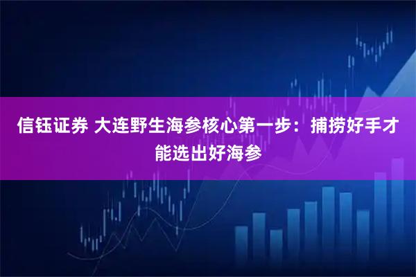 信钰证券 大连野生海参核心第一步：捕捞好手才能选出好海参